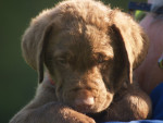 Faya 6,5 week